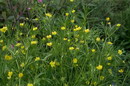 Corn Buttercup